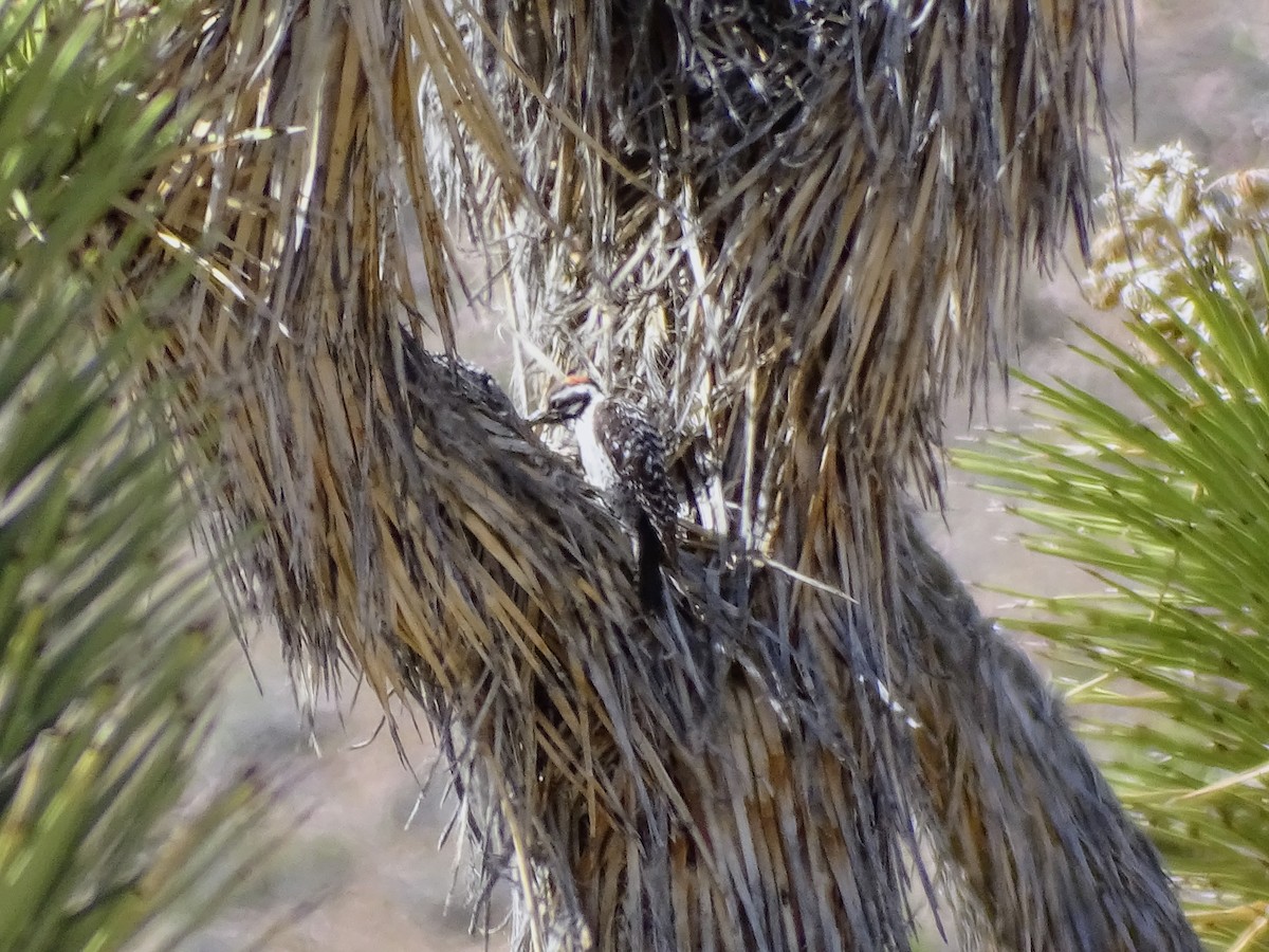 Ladder-backed Woodpecker - Rosie Howard