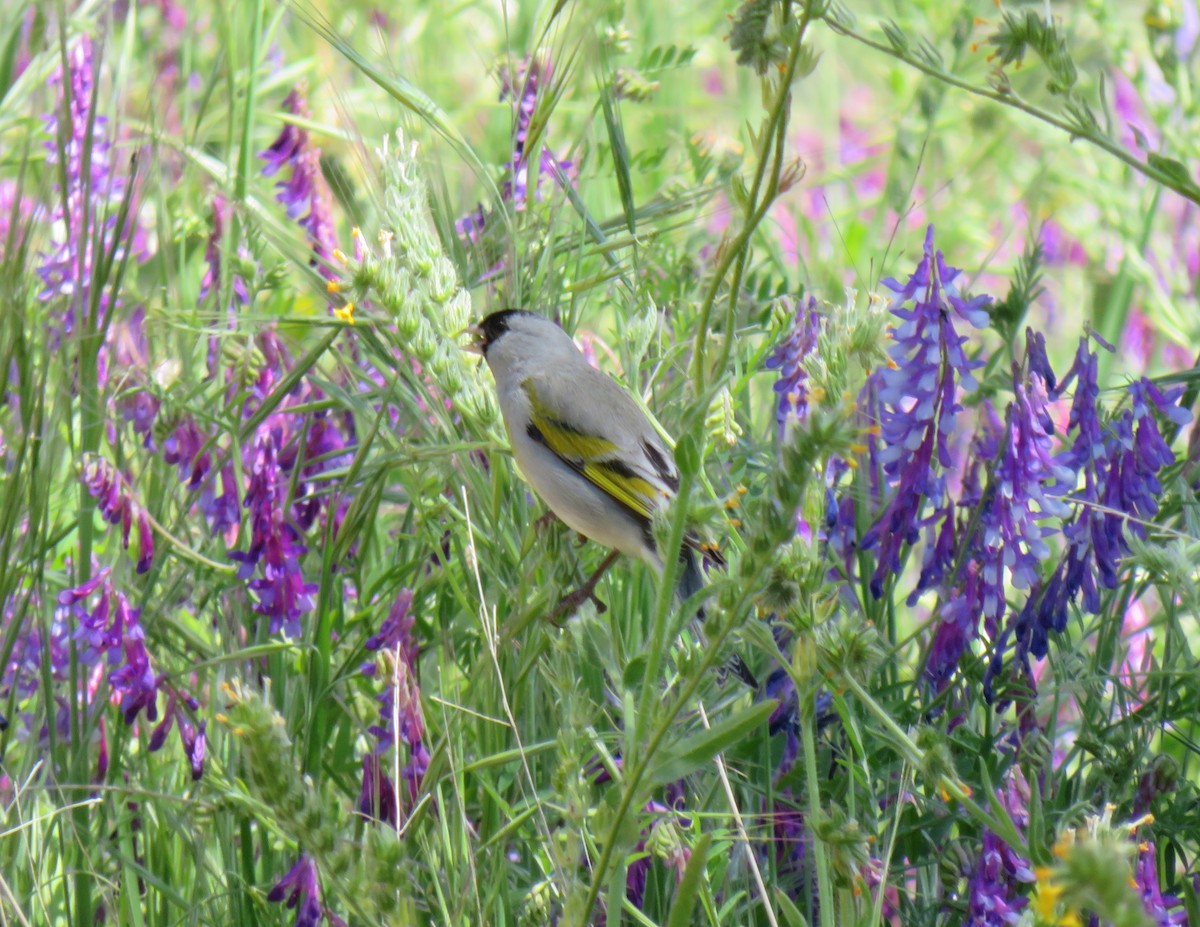 Lawrence's Goldfinch - ML564014121