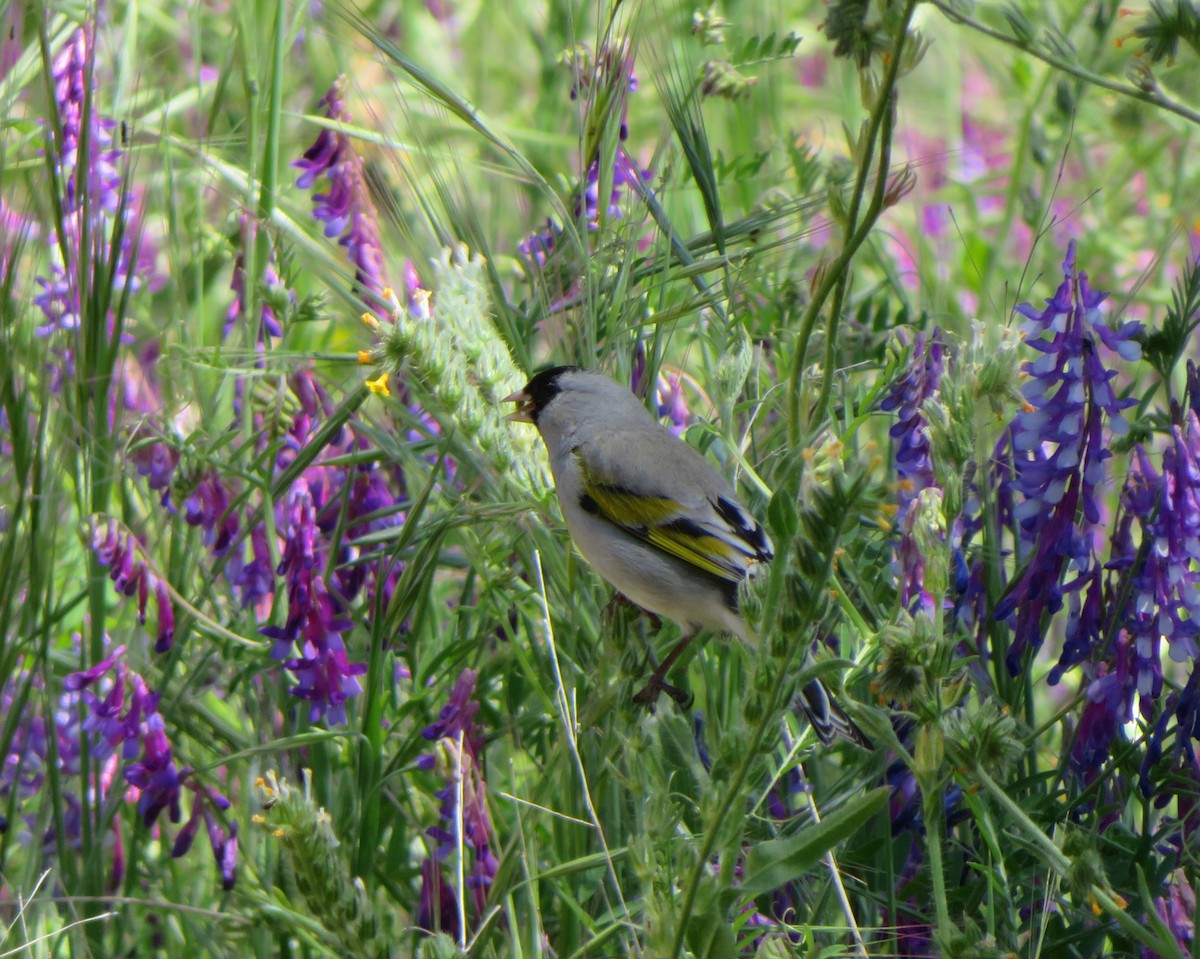 Lawrence's Goldfinch - ML564014281