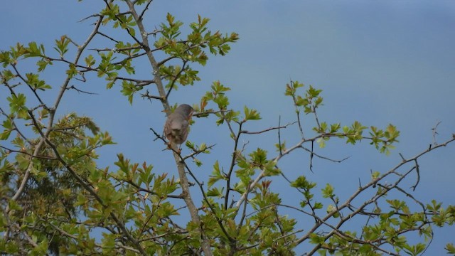 Txinbo papargorrizta iberiarra - ML564015201