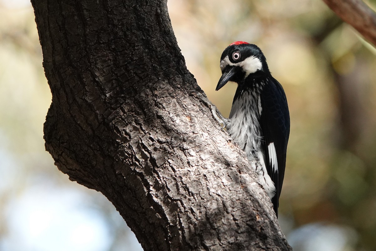 Acorn Woodpecker - ML564015401