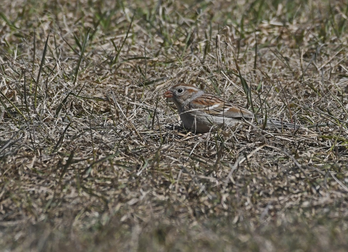 Field Sparrow - ML564015871