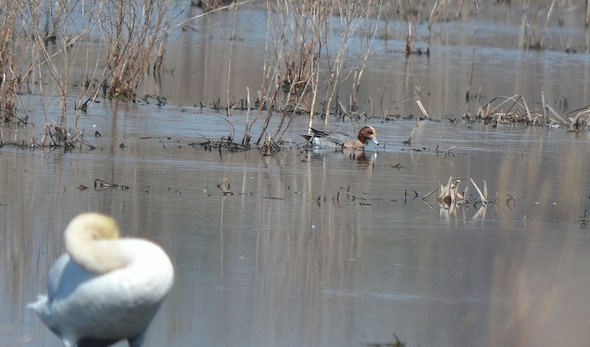 Eurasian Wigeon - ML564017961