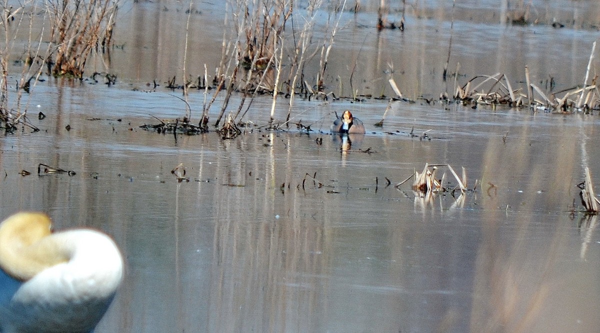 Eurasian Wigeon - Jean and Bob Hilscher