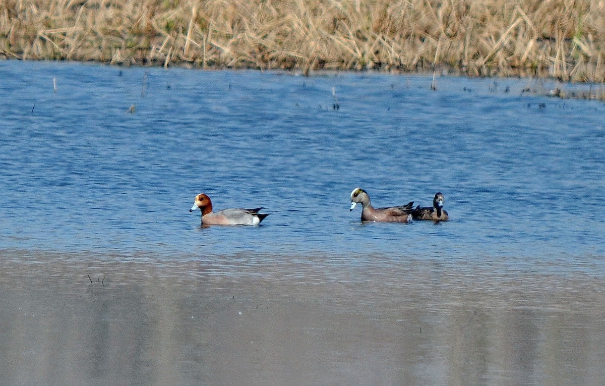 Eurasian Wigeon - ML564017991