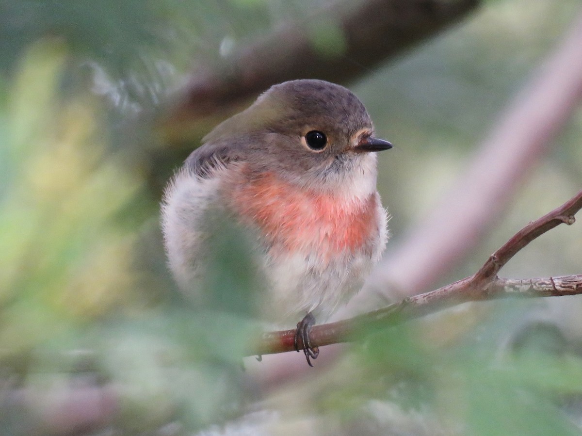 Rose Robin - Richard Arnold