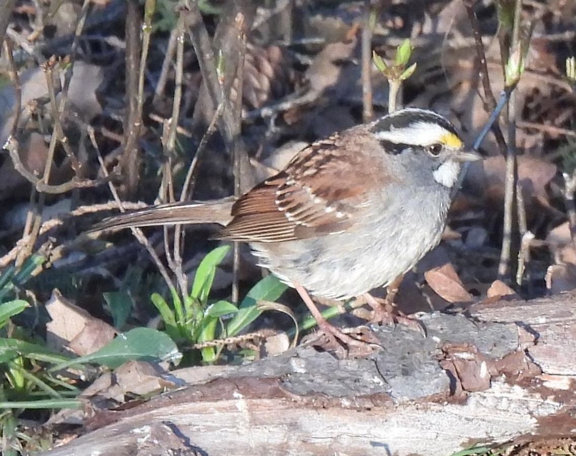 White-throated Sparrow - ML564020011