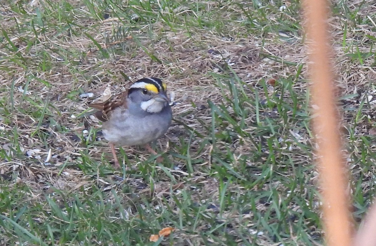 White-throated Sparrow - ML564020031