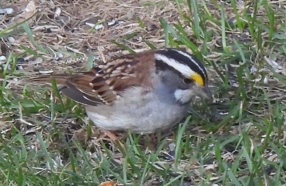 White-throated Sparrow - ML564020041