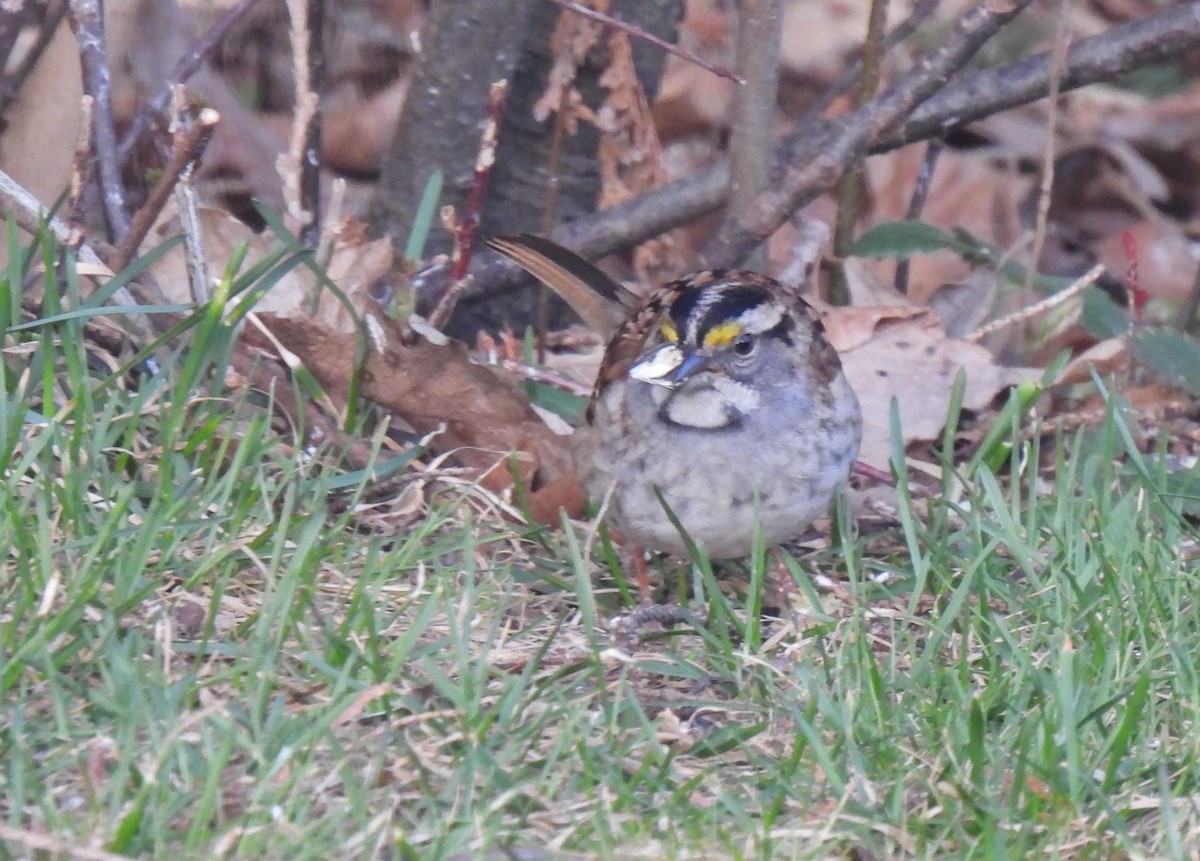 White-throated Sparrow - ML564020061