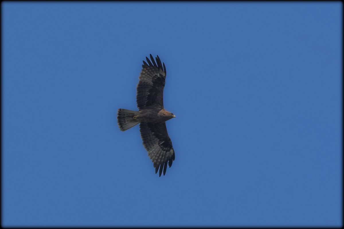 Águila Calzada - ML564020311