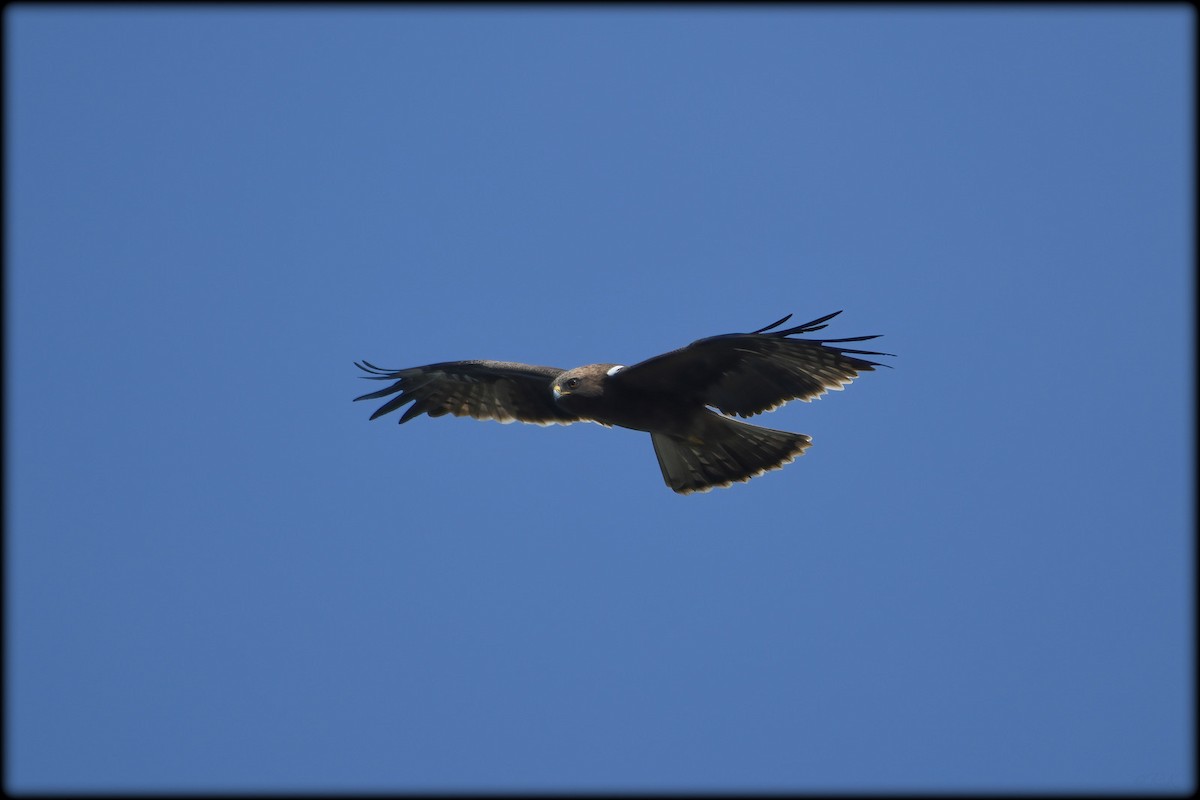 Booted Eagle - ML564020331