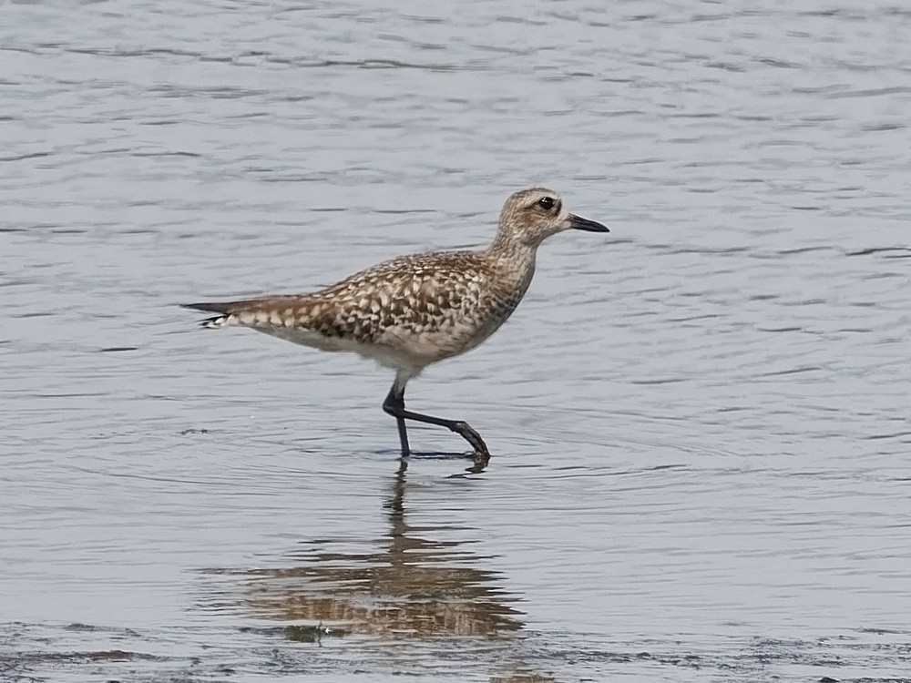 Black-bellied Plover - Joost Limburg