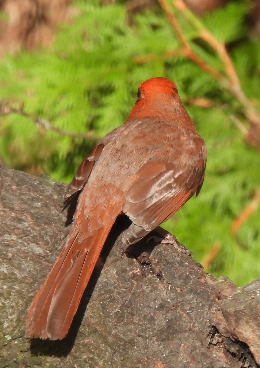 Northern Cardinal - ML564022011