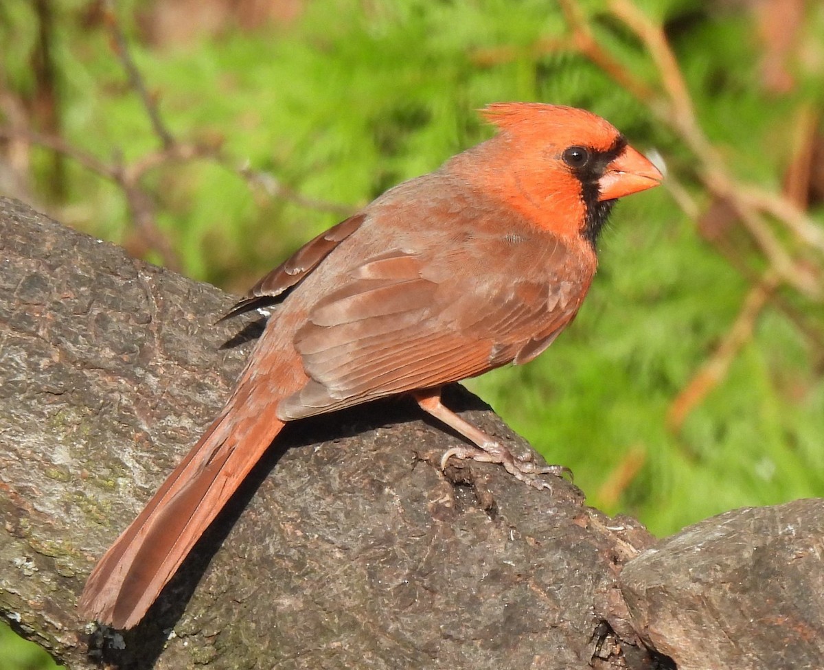 Northern Cardinal - ML564022021