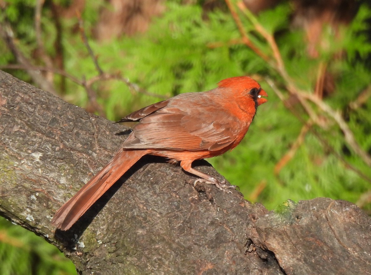 Cardenal Norteño - ML564022031