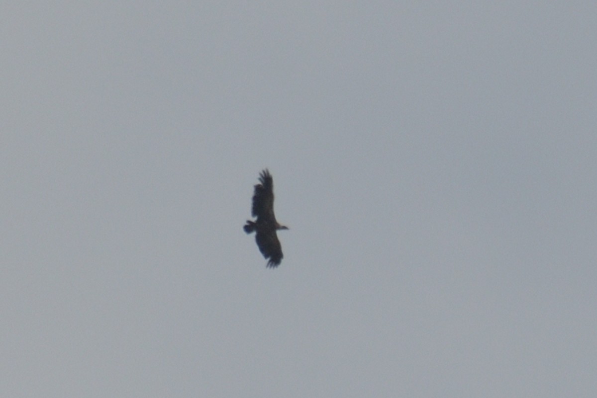 White-backed Vulture - Jorge  Safara