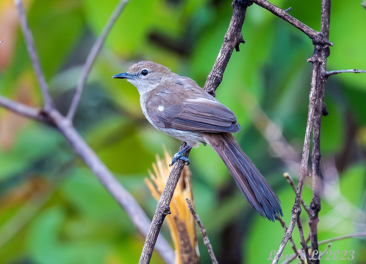 Northern Brownbul - ML564023791