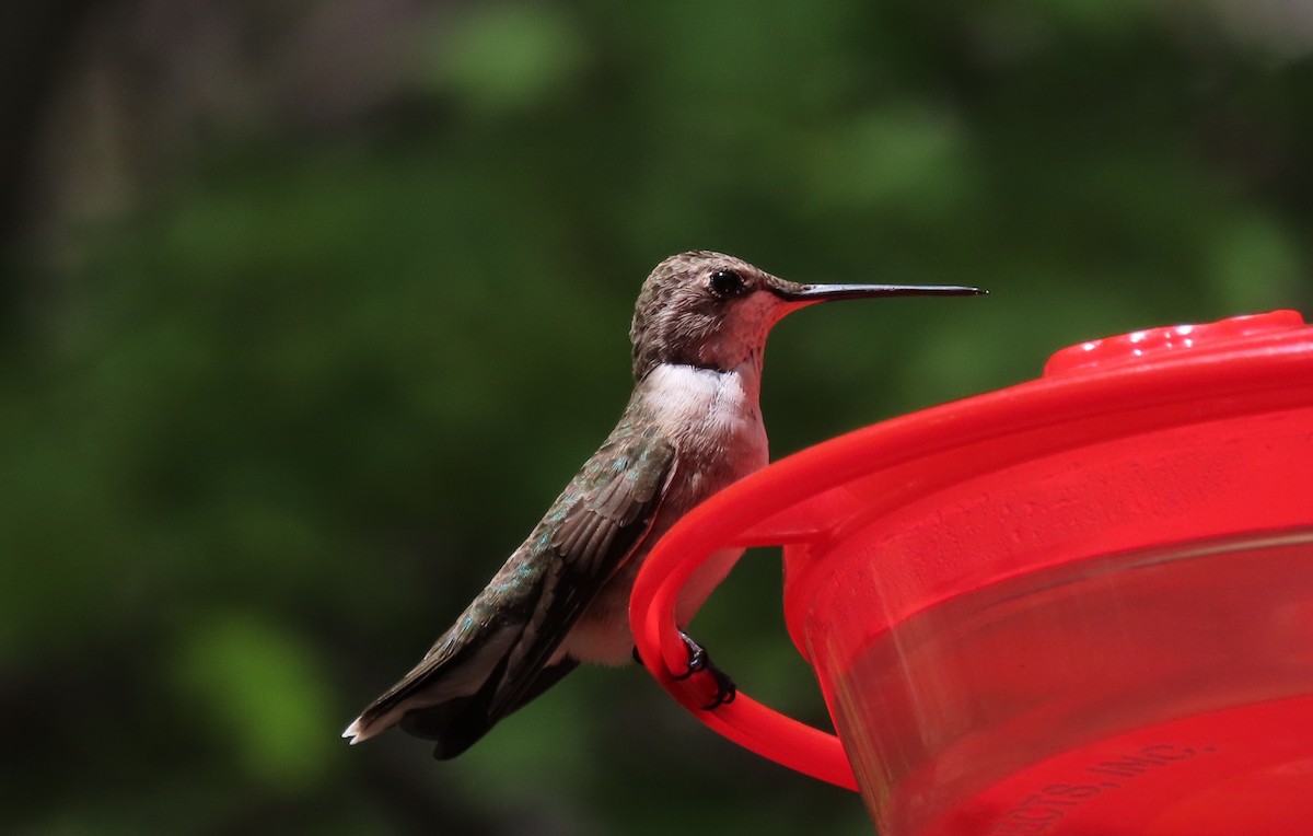 Black-chinned Hummingbird - Anne Mytych