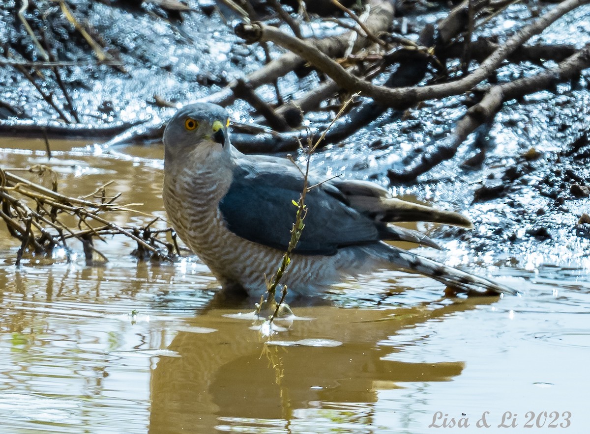 タカサゴダカ - ML564025531