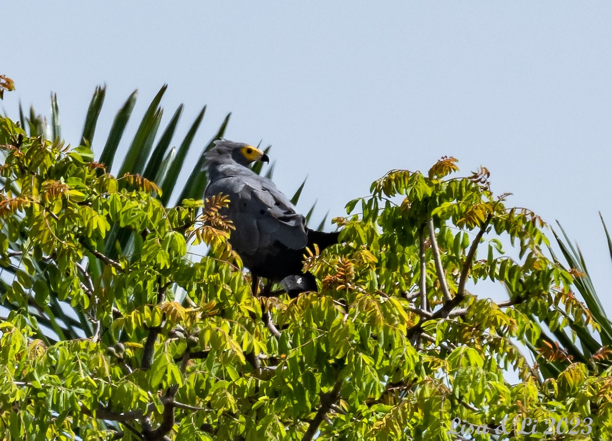 African Harrier-Hawk - Lisa & Li Li