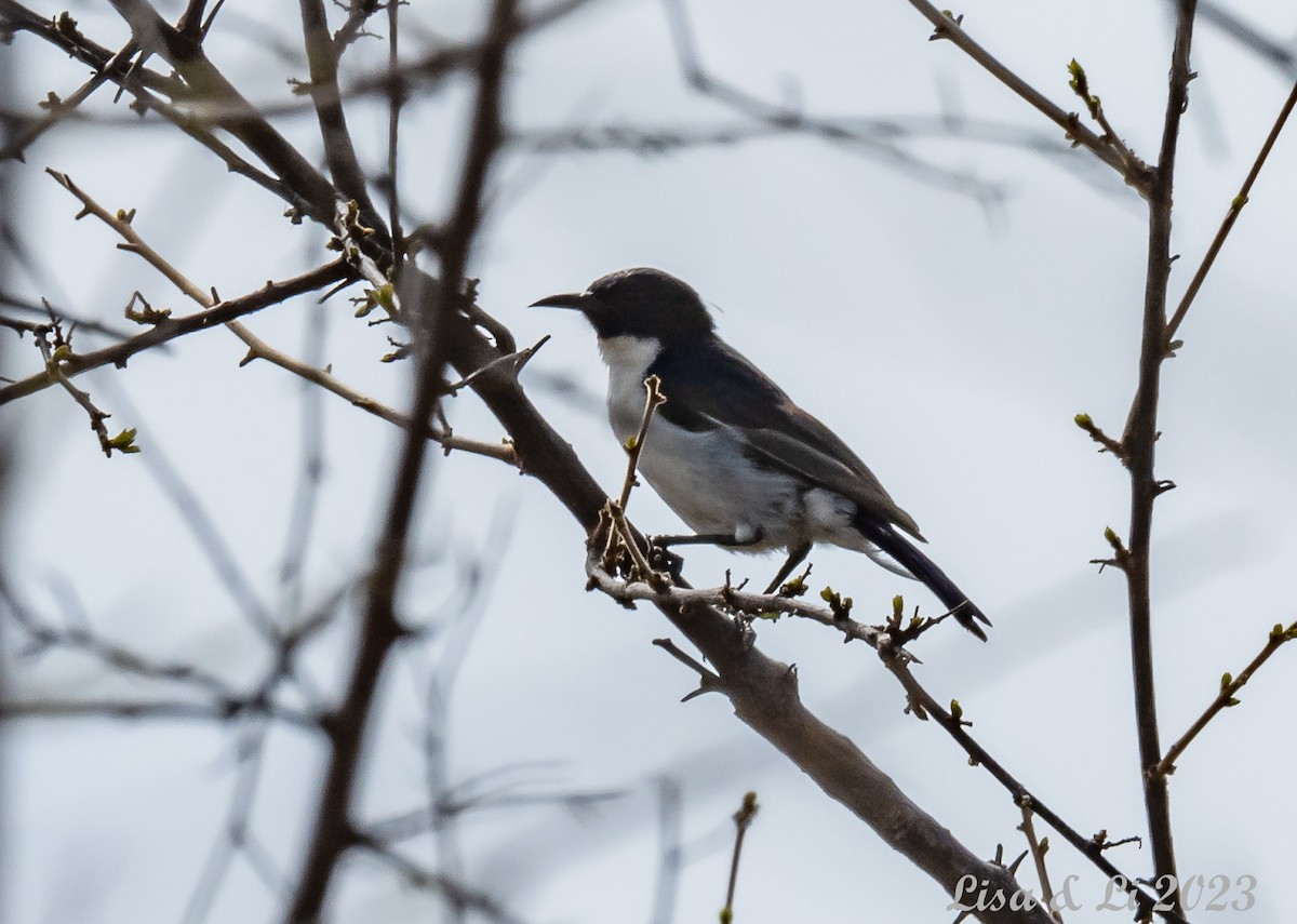 Schwalbennektarvogel - ML564026041