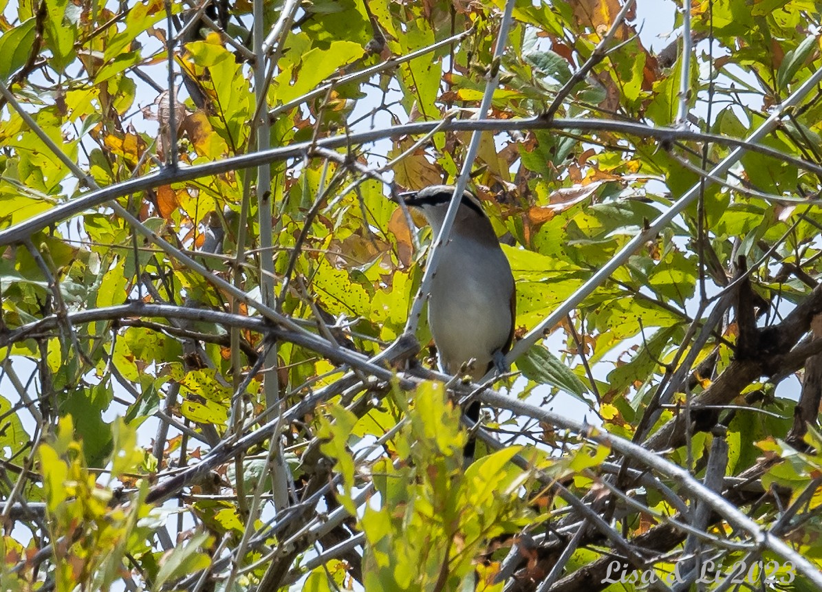 Black-crowned Tchagra - Lisa & Li Li