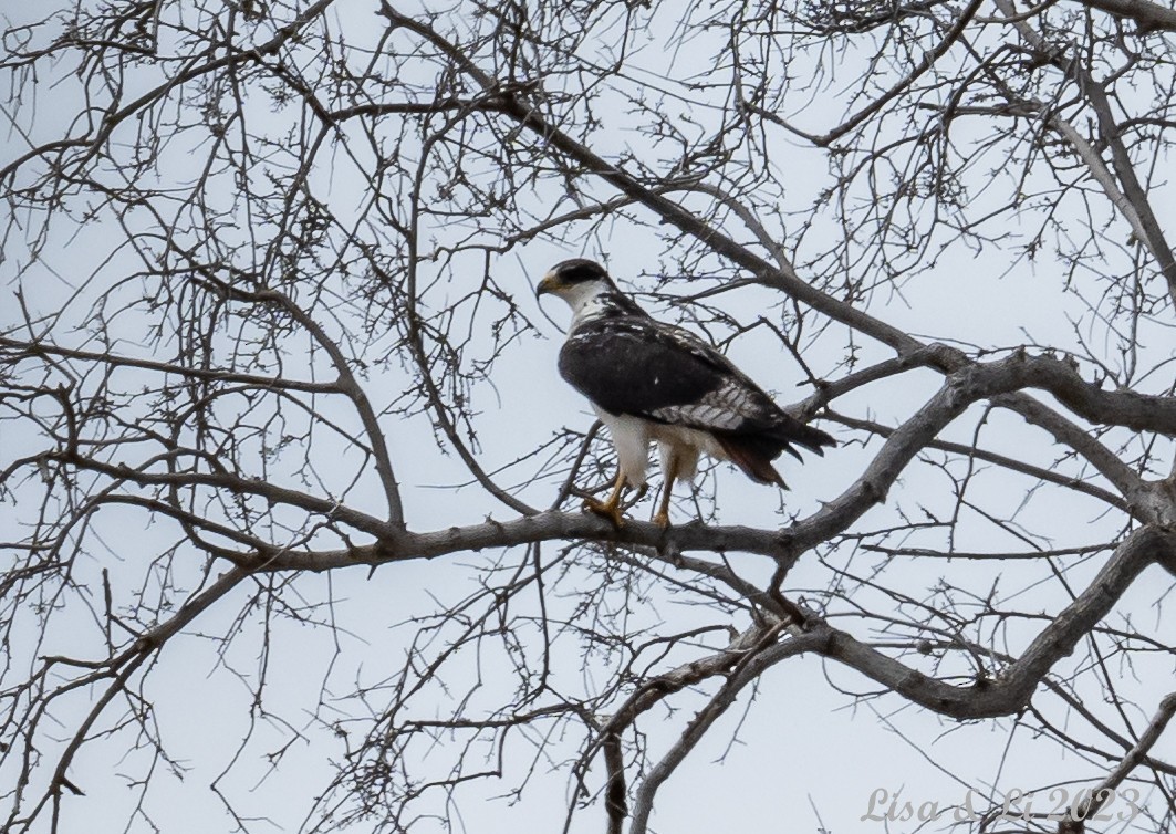 Augur Buzzard - Lisa & Li Li