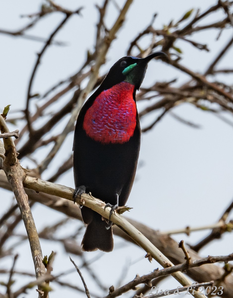 Scarlet-chested Sunbird - ML564026311