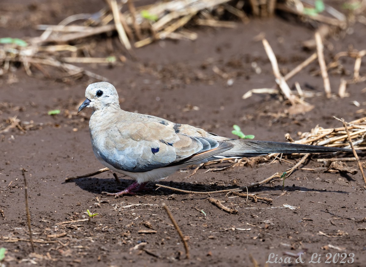 Namaqua Dove - Lisa & Li Li