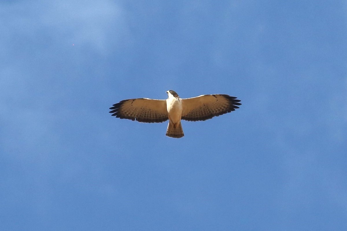 Short-tailed Hawk - Charles Davies