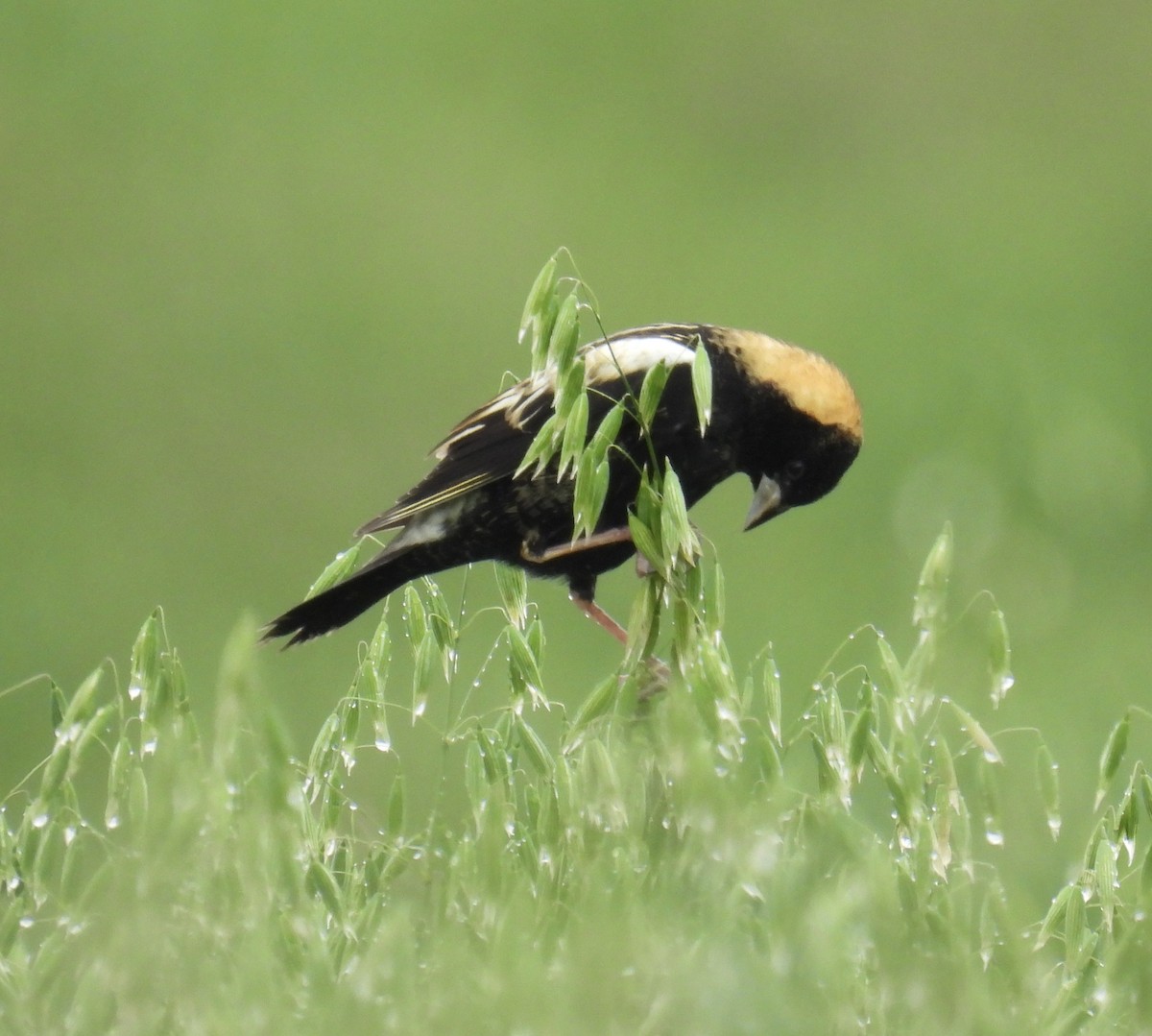 Bobolink - ML564027621