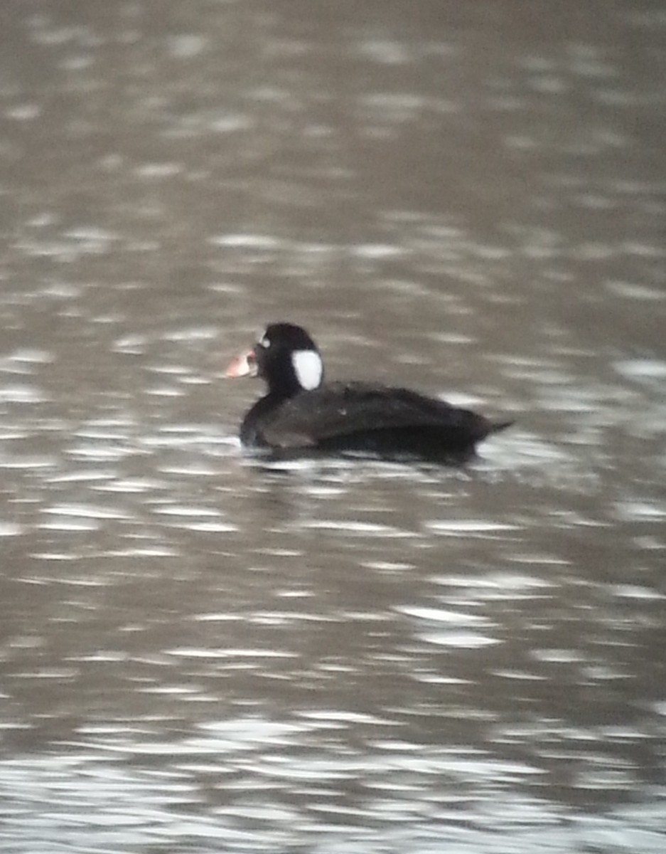 Surf Scoter - Gaétan Lord