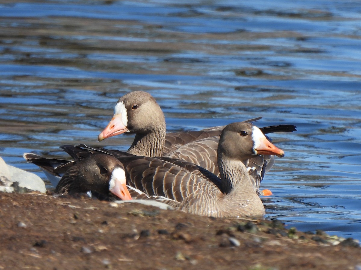 Greater White-fronted Goose - ML564031491