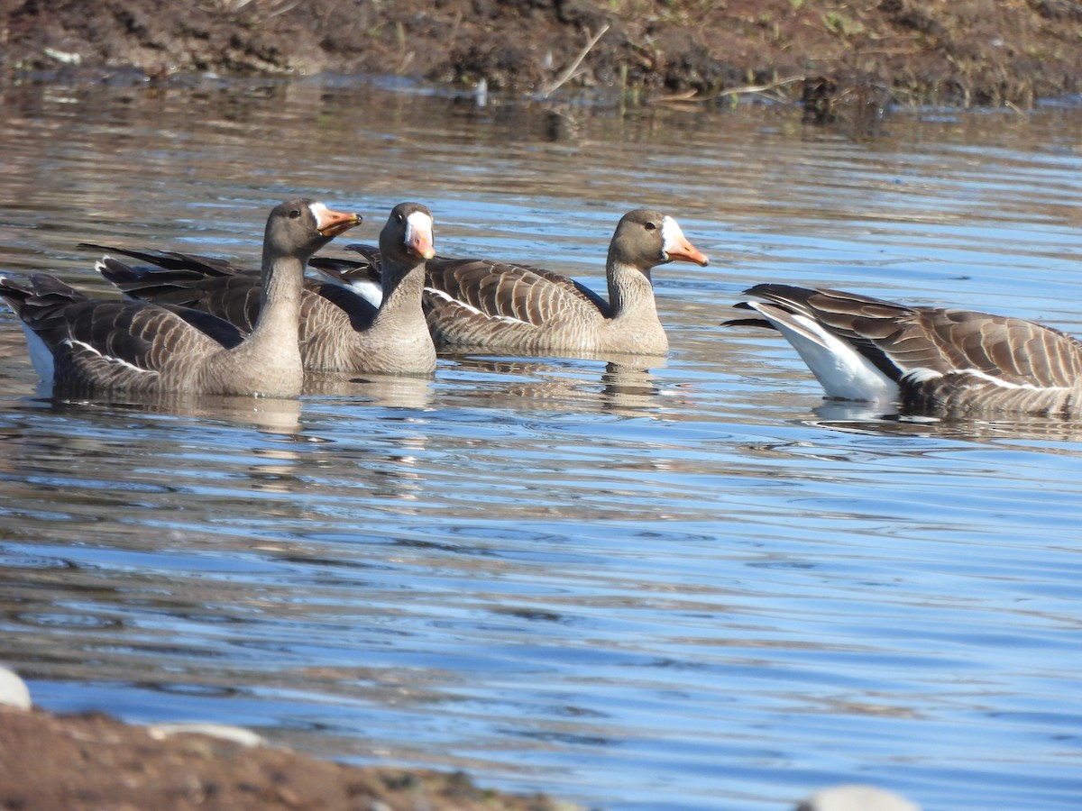 Greater White-fronted Goose - ML564031501