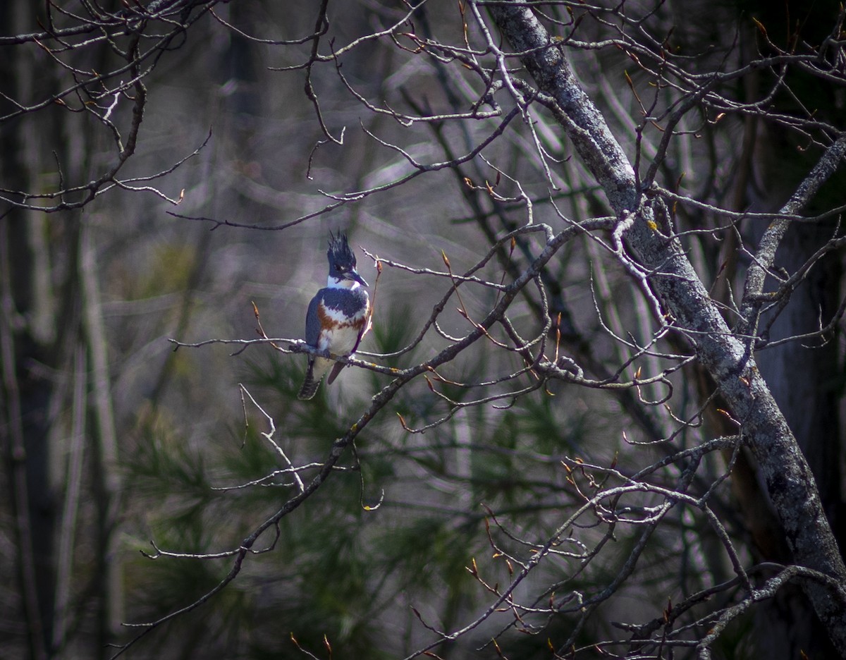 Belted Kingfisher - ML564032681