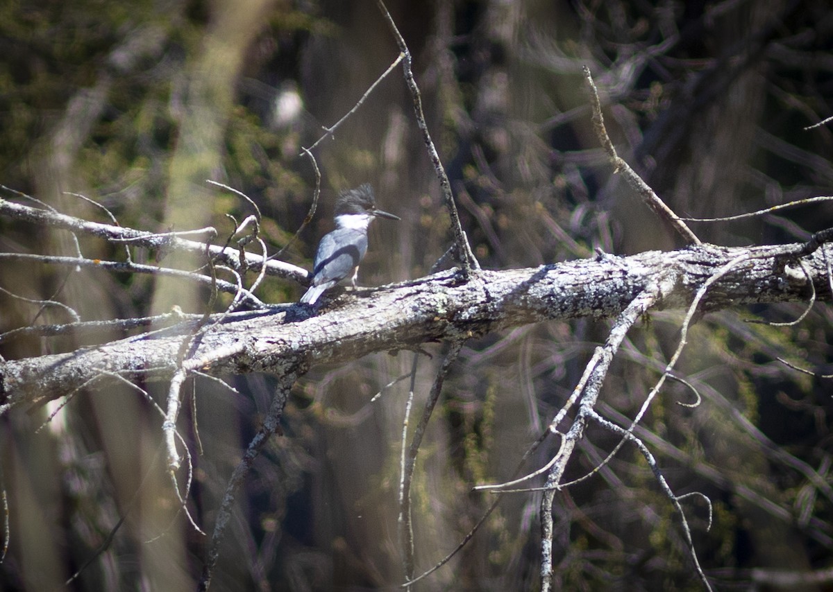 Belted Kingfisher - ML564032691