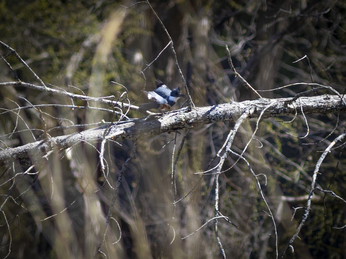 Belted Kingfisher - ML564032701