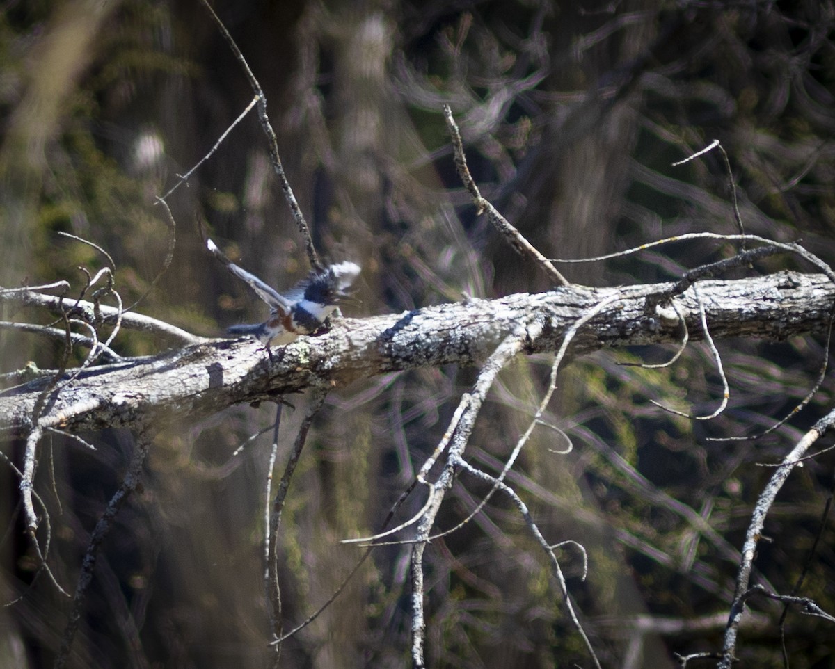 Belted Kingfisher - ML564032711