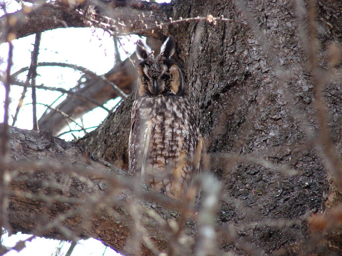 Long-eared Owl (American) - ML56403341