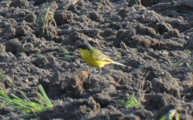 Western Yellow Wagtail (thunbergi) - ML564034181