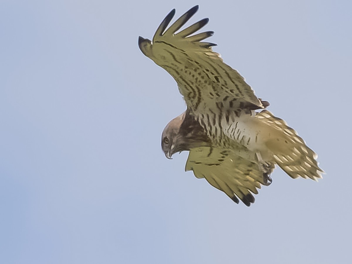 Short-toed Snake-Eagle - ML564034791