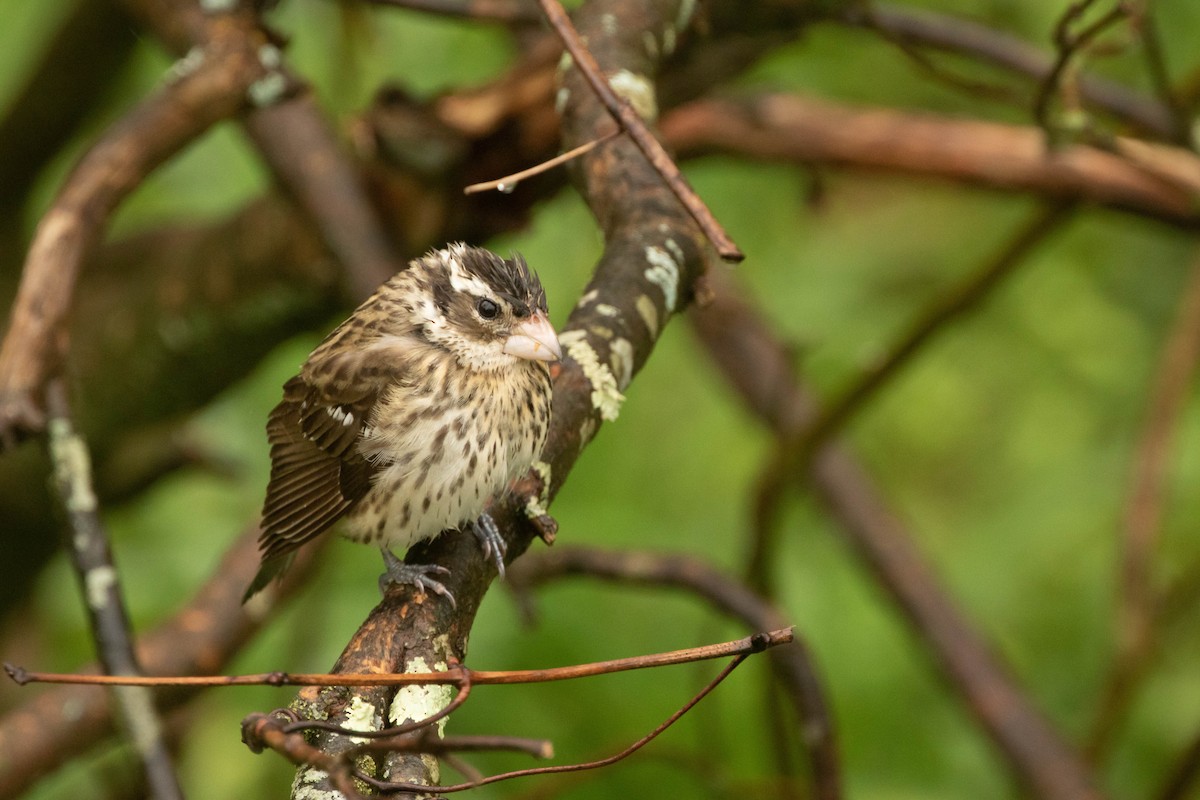 Rose-breasted Grosbeak - ML564035341