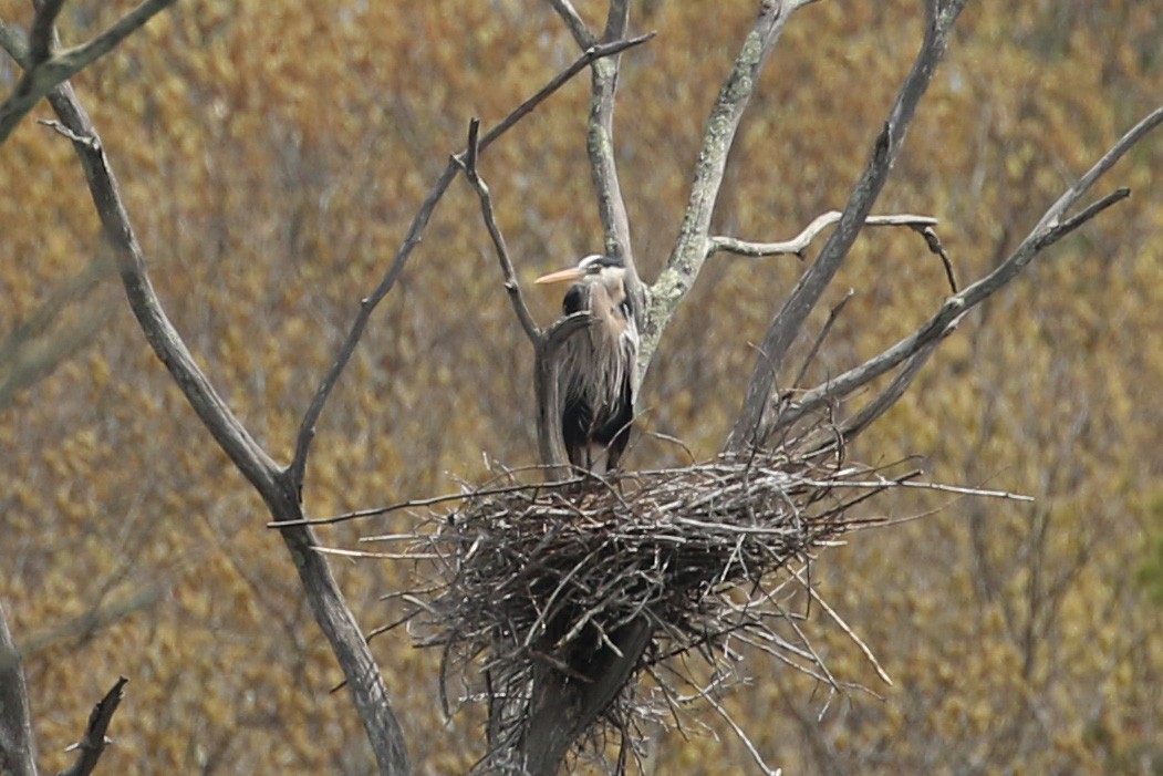 Great Blue Heron - Mark Rosenstein