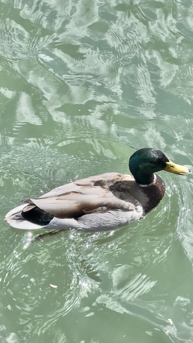 Canard colvert - ML564036381