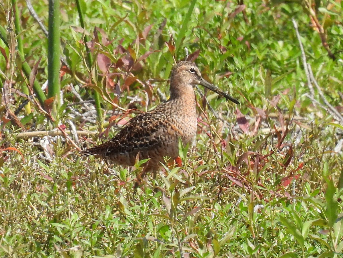 Long-billed Dowitcher - ML564037121