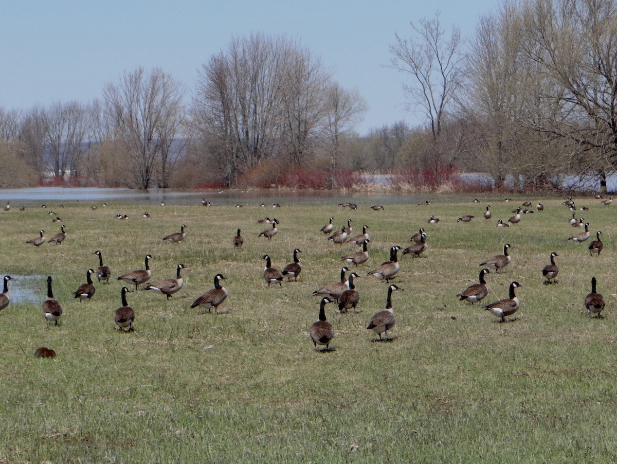 Canada Goose - ML564037761