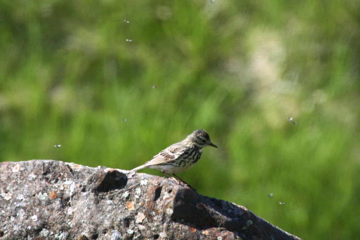 Meadow Pipit - Stephen and Felicia Cook