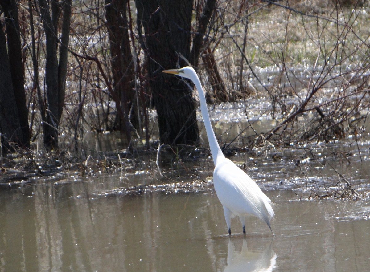 Great Egret - Marcel Harnois