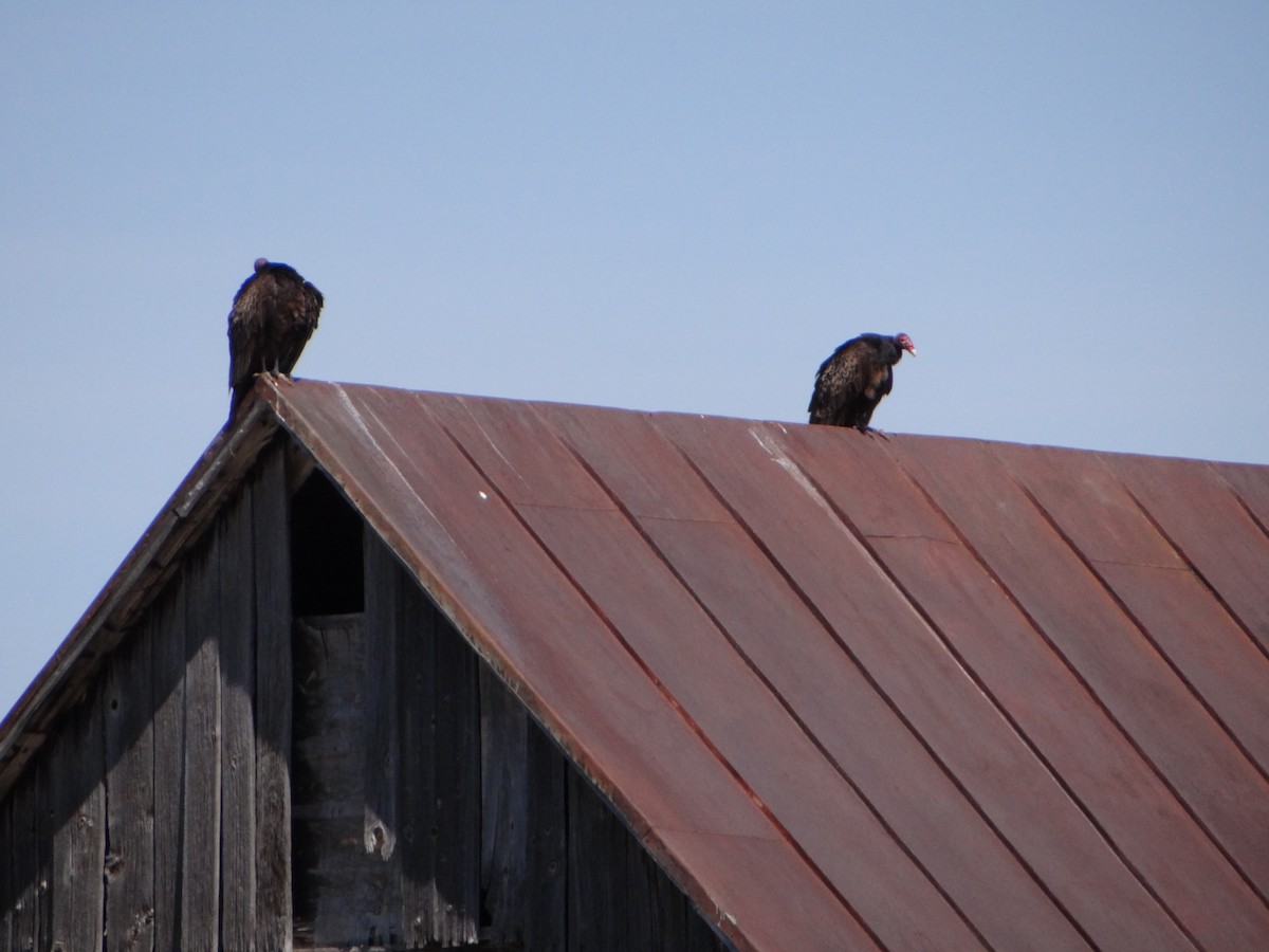 Turkey Vulture - ML564038101